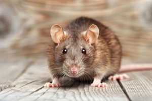 Mice Removal Service